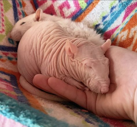 Curly Haired Rat, Hairless Animals, Hairless Rat, Dumbo Rats, Dumbo Rat, Mouse Photos, Funny Rats, Cutee Animals, Cute Rats