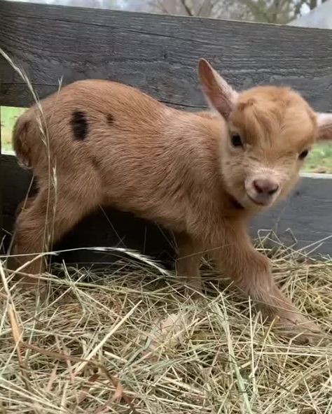 Miniature Goats Pets, Miniature Goats, Goat Picture, Mini Goats, Pet Goat, Goats Funny, Boer Goats, Pygmy Goat, Cute Goats