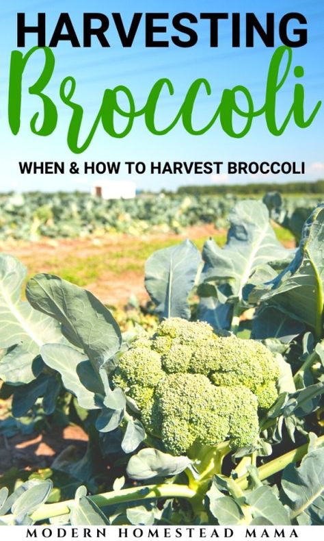 Harvesting Broccoli: When and How to Harvest Broccoli | Modern Homestead Mama #harvesting #gardening #homesteading #homestead #farmfresh How To Preserve Fresh Broccoli, When To Plant Broccoli, Blanch Broccoli How To, How To Prepare Broccoli, Harvesting Broccoli, When To Harvest Broccoli, Broccoli Leaves, Broccoli Plant, Growing Broccoli