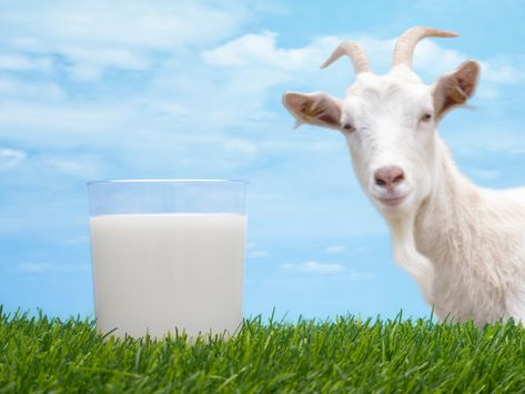 Is It Worth Making A Switch To Goats Milk? Should you be switching your dairy intake to goats milk instead of cows milk? I tried it for two weeks...here's what happened! Goat Milk Benefits, Goat Milk Yogurt, Goat Milk Formula, Sistem Pencernaan, Spilled Milk, Milk Kefir, Crash Test, Candle Supplies, Milk Cow