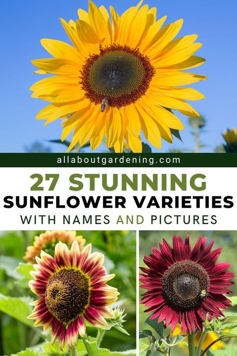 Different Sunflower Colors, Varieties Of Sunflowers, Different Types Of Sunflowers, Sunflower Types, Sunflower Garden Ideas, Sunflower Varieties, How To Grow Sunflowers, Flower Planting Guide, Mammoth Sunflower