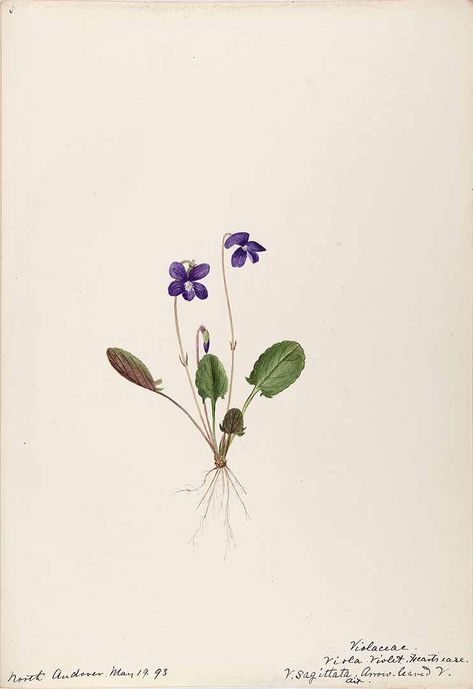 206269 Viola sagittata Aiton / Sharp, Helen, Water-color sketches of American plants, especially New England, (1888-1910) [Helen Sharp] Sketches Of Plants, Violet Flower Tattoos, Violet Tattoo, Flor Tattoo, Flower Violet, Illustration Botanique, Vintage Botanical Prints, Water Colors, Violet Flower