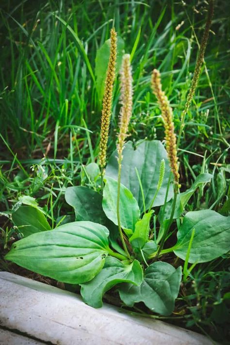 Plantain Plant, Plantain Salve, Plantain Herb, Herbal Salve Recipes, Medicinal Wild Plants, Medicinal Weeds, Wild Foraging, Plantain Leaves, Edible Wild Plants