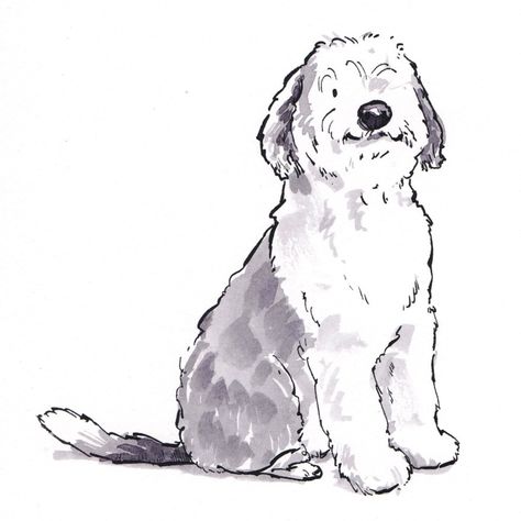 Weird Dog Drawing, Scruffy Dog Drawing, Sheepadoodle Drawing, Old English Sheepdog Drawing, Bernedoodle Drawing, Sheepdog Illustration, English Sheepdog Puppy, Polish Lowland Sheepdog, Sheepadoodle Puppy