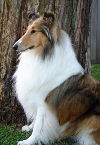 Rough Collie Puppy, Scotch Collie, Rough Collies, Sheltie Dogs, Collie Puppies, Rough Collie, Pretty Dogs, Collie Dog, Wild Dogs