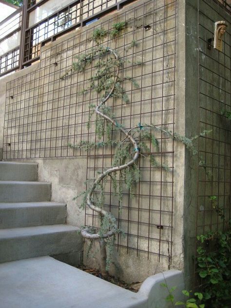 Wire Trellis, Wall Trellis, Trellis Fence Panels, Metal Trellis, Outdoor Trellis, Flagstone Patio, Garden Vines, Easy Landscaping, Wooden Pergola