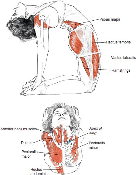 Yoga Muscles, Mental Stability, Yoga Anatomy, Camel Pose, Yoga Video, Bikram Yoga, Yoga Love, Pose Yoga, Yoga Exercises