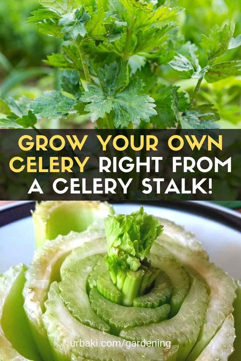 How To Plant Celery From Stalk, Grow Celery From Scraps, How To Grow Celery From Stalk Indoors, Planting Celery From Stalk, Celery Growing From Stalk, Celery Planting How To Grow, Growing Celery In Garden, How To Grow Celery From Scraps, Grow Celery From Stalk Indoors