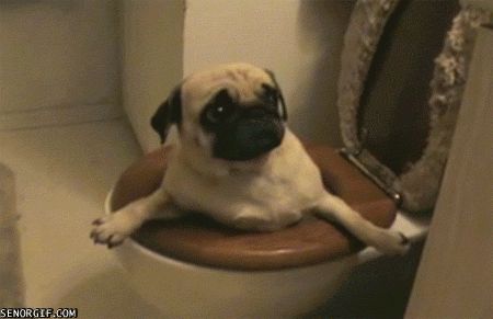 Pug stuck in the toilet. Potty Training Humor, Fawn Brindle, Dogs Humor, Pug Gifs, Funny Cat Gifs, Old Pug, Funny Pugs, Oops I Did It Again, Pug Pictures