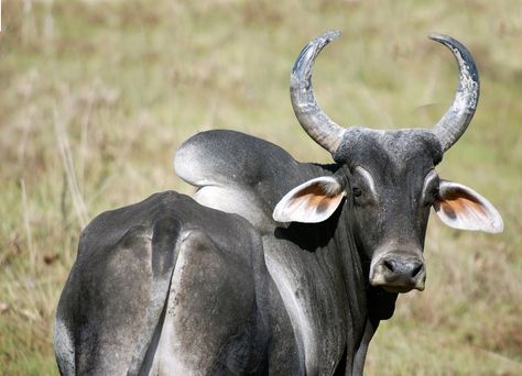 🐂 The zebu of Madagascar is a sacred animal, symbol of royalty 🔱  #zebu #madagascar #gasikara_exploration Zebu Cattle, Zebu Cow, Animals Name, Breeds Of Cows, Bull Painting, Cow Pictures, Beef Cattle, Domestic Animals, Cow Calf