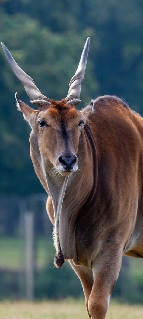 Picture of a common eland. Horned Animals, African Animals Photography, African Antelope, Land Animals, Wild Animals Photography, Animal Action, Marine Mammals, African Wildlife, African Animals