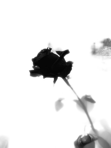 Withering Rose, Human Silhouette, Human, Art