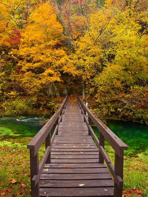 Outdoor Bridges, Photography Pics, Wooden Bridge, Forest Path, Fall Travel, Covered Bridges, Beautiful Places To Visit, Pretty Places, Amazing Nature