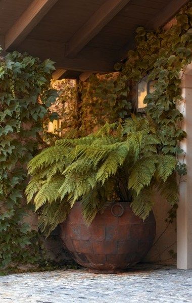 Moderne Have, Potted Ferns, Garden Container, Garden Estate, Estate Garden, Garden Urns, Garden Containers, Garden Pictures, Rustic Garden Decor