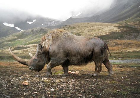 An artist’s impression of the prehistoric woolly rhinoceros (Coelodonta) that lived in Eurasia between 3.7 million years to 10,000 years before the present during the Pliocene and Pleistocene epochs. The cause of the extinction of Quaternary megafauna remains one of the most contested topics in the historical sciences. (Roman Uchytel) Woolly Rhino, Stone Age Animals, Cenozoic Animals, Woolly Rhinoceros, Prehistoric Mammals, Prehistoric Wildlife, Prehistoric World, Ancient Animals, Prehistoric Art