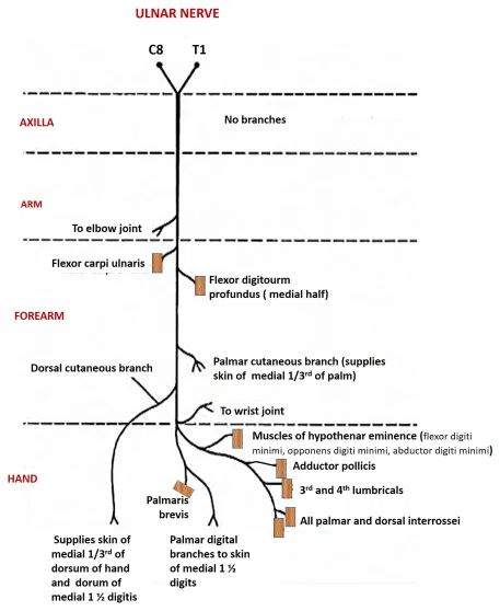 Ulnar Nerve , Anatomy QA Radial Nerve Anatomy, Median Nerve Anatomy, Nerve Diagram, Ulnar Nerve Exercises, Mandibular Nerve Branches, Upper Limb Anatomy Mnemonics, Ulnar Nerve Anatomy, Maxillary Nerve Branches, Axillary Nerve