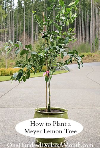 How to Plant a Meyer Lemon Tree in a Container Repotting Lemon Tree, Meyer Lemon Tree, Growing Trees, Tattoo Plant, Container Garden Design, Blueberry Bushes, Fast Growing Trees, Strawberry Plants, Indoor Gardens