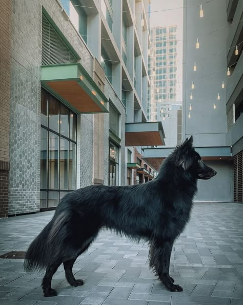 Black Belgian Shepherd, Big Scary Dogs, Fluffy Black Dog, Black Wolf Dog, Black Wolfdog, Large Black Dog, Belgian Groenendael, Belgian Shepherd Groenendael, Ancient Dogs