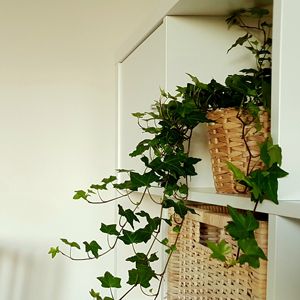 Plant Rx: 5 Tips for Raising English Ivy Indoors | Costa Farms Hula Hop, Ivy Plant Indoor, Plants In Baskets, Hedera Helix, English Ivy, Ivy Plants, Invasive Plants, Dry Plants, Indoor Plant Care