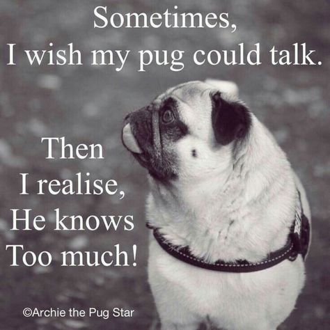 Pug Sayings, Pugs Drawing, Wallpaper Pug, Funny Pug Videos, Pet Quotes Cat, Pug Quotes, Pug Cartoon, Pug Names, Pug Pics