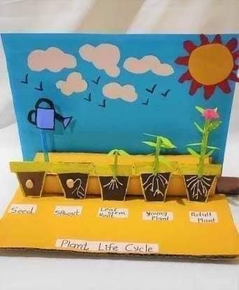 Lifecycle Of A Plant, Plant Life Cycle Project, Plant Life Cycle Craft, دورة حياة النبات, Plants Life Cycle Activities, Science Exhibition Projects, School Science Projects, Biology Projects, Plant Activities