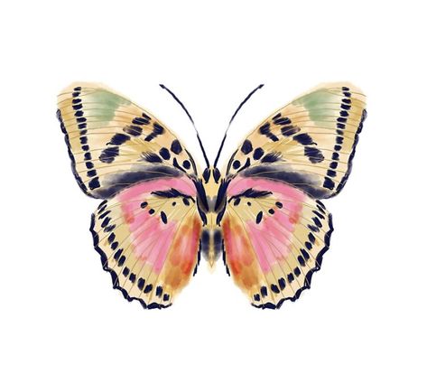 Pink And Yellow Butterfly, Butterfly Study, Watercolor Butterflies, Butterfly Aesthetic, Painted Butterfly, Andrea Lauren, Butterfly Fashion, Butterfly Art Print, Print Butterfly