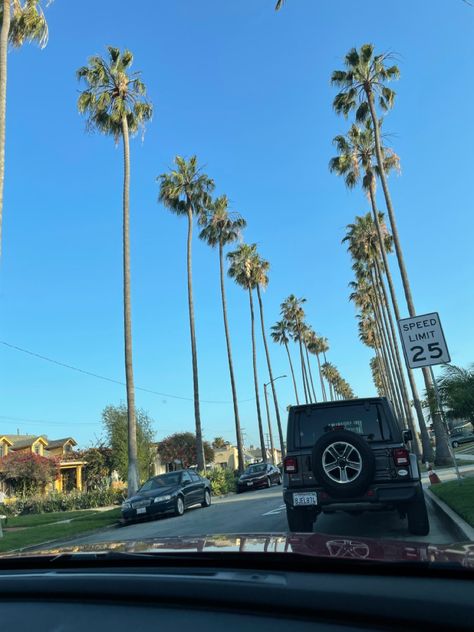 Crenshaw Los Angeles, California Palm Trees, Spring Vacation, Los Angeles California, Palm Trees, Trees, Angeles, California, Photo And Video