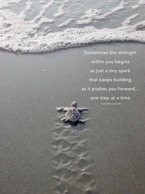 True sweet words Turtles Quotes, Sea Turtle Bible Verse, Turtle Inspiration Quotes, Turtle Wisdom Quotes, Advice From A Sea Turtle, Turtle Symbolism, Turtle Quotes, Mystic Quotes, Shark Fin