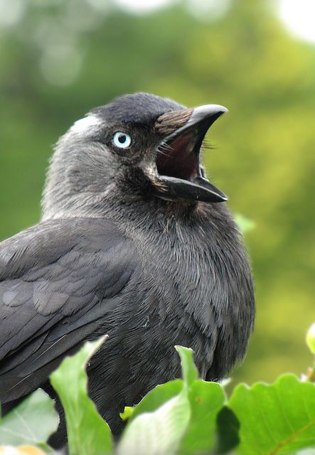 Jackdaw Jackdaw Tattoo, Magpie Photo, Jackdaw Bird, Jackdaw, Bird Book, Crows Ravens, Bird Watcher, Animal Sketches, Bird Pictures