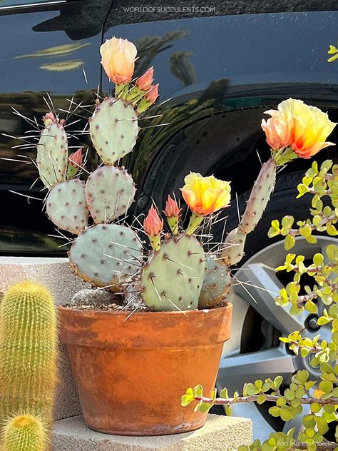 Cactus Pots Ideas, Prickly Pear Cactus Potted, Mexican Pots, Cactus Prickly Pear, Prickly Pear Photography, Cactus Pear, Prickly Pear Flowers, Purple Prickly Pear Cactus, Floral Shops