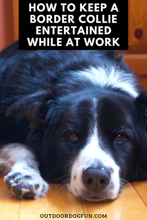 Border Collie Toys, Border Collie Enrichment, Border Collie Training Tips, Border Collie Tips, Border Collie Activities, Keep Puppy Busy While At Work, Border Collie Agility, Border Collie Aussie Mix Puppies, Border Collie Tricks