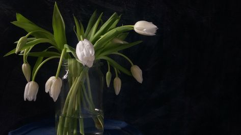 Tulips In Water, Tulips Dark Aesthetic, Tulip Care, Night Tulips, Rembrandt Tulips, Landscaping Garden Design, Vase Of Tulips Painting, Flower Arranging Class, Botanical Tulip