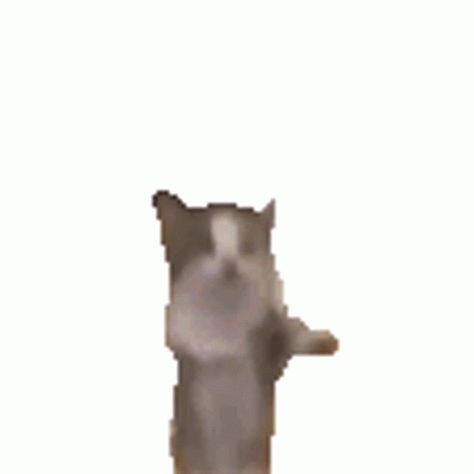 Cat Sticker - Cat - Discover & Share GIFs Transparent Cat Gif, Line Sticker Gif, Cat Transparent Background, Dancing Cat Gif, Giphy Stickers, Gif Transparent, Jumping Gif, Cat Animated, Jumping Cat