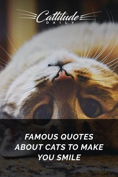 Famous Quotes About Cats To Make You Smile Cat People Quotes, Sarcastic Cat Quotes, Kitty Quotes Cute, Kitten Quotes Cute, Cat Quotes Funny Cute, Quotes Cats Love, Cat Poems Short, Funny Cat Quotes Humor, Funny Cat Quotes Hilarious