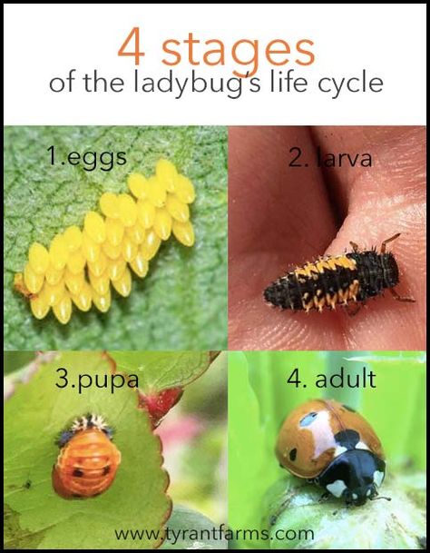 What do ladybug larvae look like? What do ladybugs look like at each stage in their life cycle? Here's a great article with lots of interesting and educational information about ladybugs! #ladybugs #beneficialinsects #predatoryinsects #organicgardening #gardening #permaculture #insects #entomology Ladybug Larvae, Ladybug Life Cycle, Ladybug Garden, Ant Farms, Garden Bugs, Garden Insects, Natural Pest Control, Healthy Lawn, Bee Garden