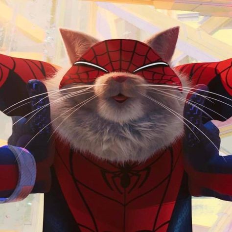 Spider Cat, Across The Spider Verse, The Spider, Spider Verse, Spiderman, On Twitter, Twitter