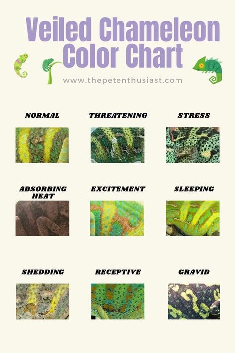 Veiled Chameleon Color Chart Chameleon Care Tips, Veiled Chameleon Care, Chameleon Set Up, Chameleon Safe Plants, Carpet Chameleon, What Do You Need For A Chameleon, Veiled Chameleon Enclosure Ideas, Chameleon Habitat, Pet Chameleon