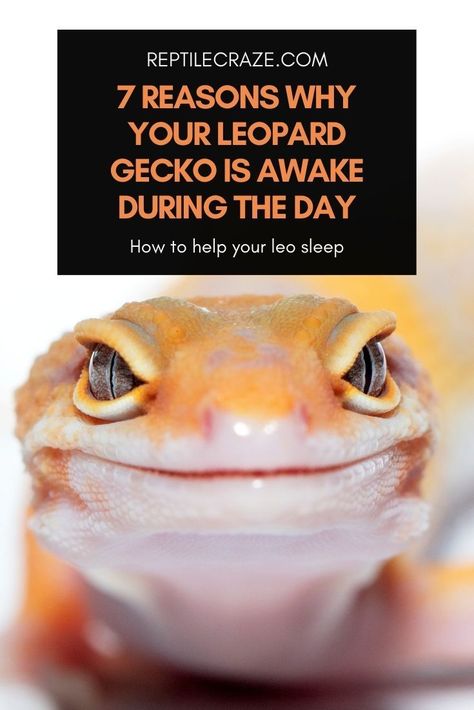 Leopard geckos are crepuscular and generally get active during dusk and dawn. Due to a lack of sufficient research on their behavior, they were believed to be nocturnal before. But what does it mean if your leopard gecko is awake during the day? Is it normal? Bioactive Leopard Gecko, Leopard Gecko Diet, Leopard Gecko Habitat, Leopard Gecko Tank, Leopard Gecko Care, Lizard Types, Gecko Habitat, Reptile Care, Leopard Geckos