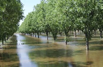 Pecan Trees, Fruit Tree Garden, Orchard Tree, Pecan Tree, Landscaping Trees, Outdoor Education, Food Forest, Tree Care, Home Landscaping