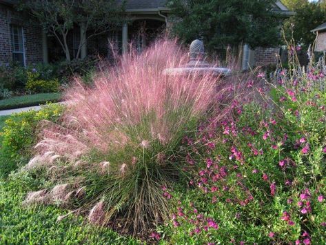 Gulf Muhly, Texas Muhly Grass, Florida Muhly Grass, Gulf Muhly ... Gulf Muhly, Texas Landscaping, Xeriscape Landscaping, Texas Native Plants, Backyard Vegetable Gardens, Grasses Landscaping, Small Backyard Gardens, Grasses Garden, Landscaping Design