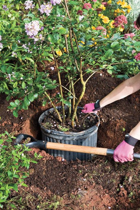 How to Plant a Crepe Myrtle with Success: Step 2 Crepe Myrtle Landscaping, Crepe Myrtle Trees, Crepe Myrtles, Beginners Landscaping, Myrtle Tree, Crepe Myrtle, Planting Shrubs, Crape Myrtle, Plant A Tree