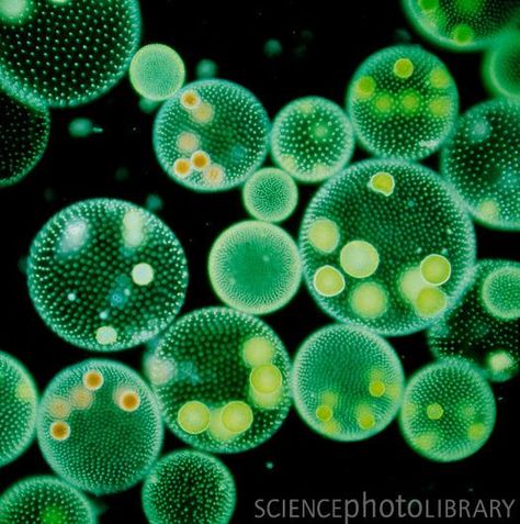 Microscopic Images, Green Algae, Bio Art, Science Photos, Microbiology, Photo Library, Buy Prints, Patterns In Nature, Favorite Pins