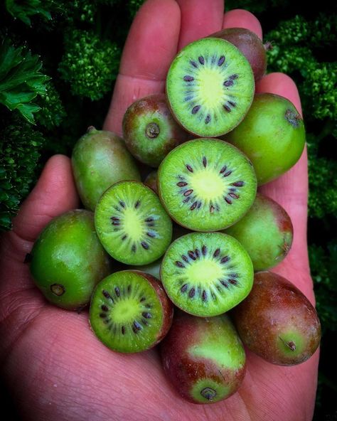 Kiwi Berries Are Basically Bite-Sized Kiwis You Don't Have to Peel Moon Drop Grapes, Dried Kiwi, Cotton Candy Grapes, Kiwi Berries, Vegetable Benefits, Strawberry Kiwi, Pineapple Recipes, All Fruits, Organic Living