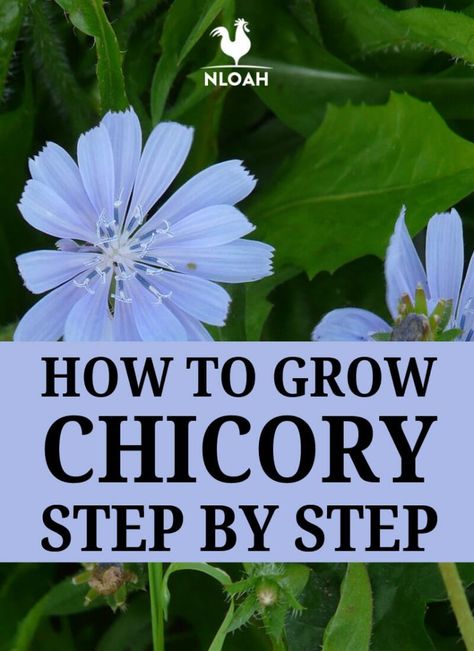 If chicory doesn't grow on its own where you live, you can grow it yourself by following these simple steps. #nloah #chicory #gardening Chicory Plant, Apothecary Garden, Kitchen Apothecary, Preserve Fresh Herbs, Medicinal Wild Plants, Witch's Garden, Edible Landscape, Urban Homestead, Medicinal Herbs Garden