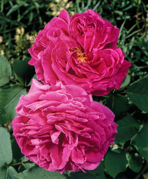 madame-isaac-pereire-rose-f56ae30f Fragrant Cloud Rose, How To Trim Roses, Landscaping With Roses, Ground Cover Roses, Rose Beautiful, Climbing Flowers, Rose Bushes, Fragrant Roses, Fragrant Garden