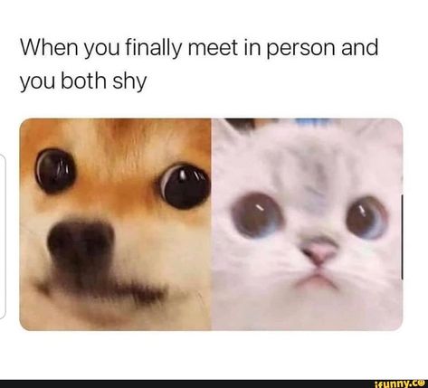 Infp Personality, Relationship Memes, Wholesome Memes, Funny Animal Memes, Dating Memes, Dog Memes, Infp, You Funny, Animal Memes