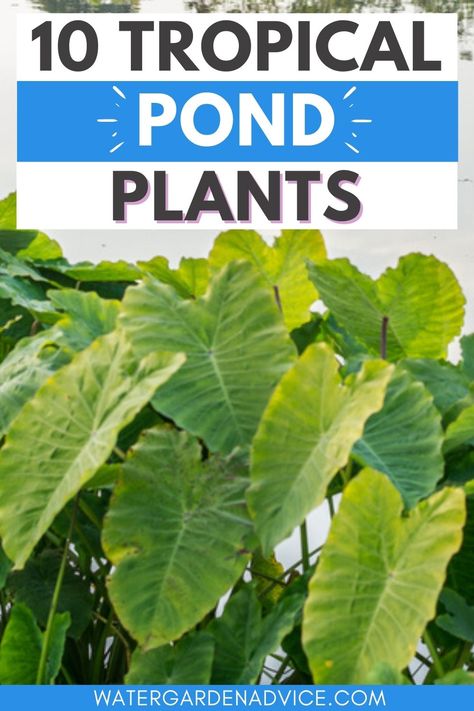 tropical pond plants Pond Inspiration, Tropical Pond Landscaping, Tropical Pond Ideas, Tropical Pond, Pond Plants Ideas, Water Pond Plants, Fish Pond Plants, Natural Pond Plants, Water Plants For Ponds