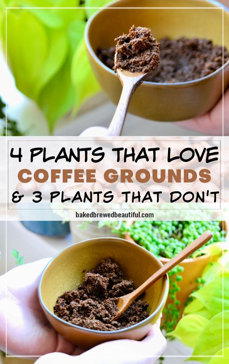 coffee grounds from a bowl being added to house plants How To Save Coffee Grounds For Garden, Uses For Coffee Grounds In The Garden, Burning Coffee Grounds For Mosquitos, Coffee For Plants Gardening Tips, Using Coffee Grounds In Garden, Adding Coffee Grounds To Soil, Recycle Coffee Grounds, Coffee Fertilizer Plants, How To Use Coffee Grounds In Plants