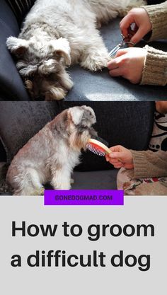 Does your dog fidget or bite you while grooming? If you've just brought a new puppy into your home, they need to become acclimatised to a daily grooming routine. Without proper introduction, this could cause stress and lifelong struggles for you and your dog. Follow these tips to help your dog stay calm and sit still when you next break out the brush or the clippers. #doggrooming #dogcare #doglovers #dogmom #dogs #dogtips #dogownertips via @gonedogmad1 How To Groom A Dog At Home, Dog Grooming Diy, Grooming Hacks, Dog Grooming Tools, Puppy Grooming, Dog Grooming Tips, Grooming Tips, Calm Dogs, Grooming Routine