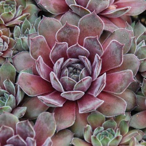 Sempervivum Garden, Sedum Garden, Waterwise Garden, Garden Types, Hens And Chicks, Colorful Garden, Types Of Soil, Succulent Pots, Colorful Leaves